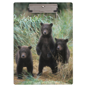 Carpeta De Pinza oso pardo, Ursus arctos, oso grizzly, Ursus 7 2