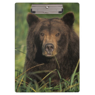 Carpeta De Pinza oso pardo, Ursus arctos, oso grizzly, Ursus 9