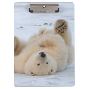 Carpeta De Pinza oso polar, Ursus maritimus, cachorro rodando 3