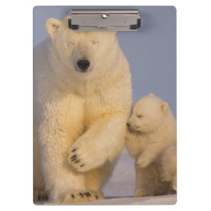 Carpeta De Pinza oso polar, Ursus maritimus, cerda con recién nacid