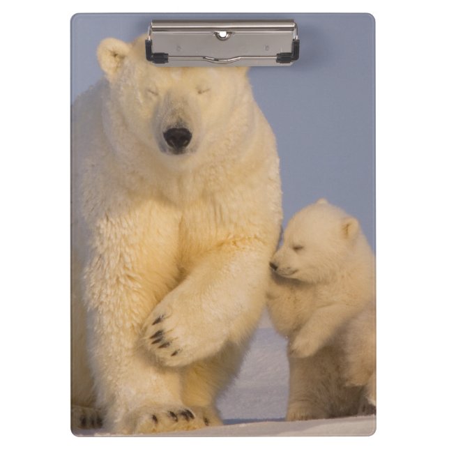 Carpeta De Pinza oso polar, Ursus maritimus, cerda con recién nacid (Anverso)
