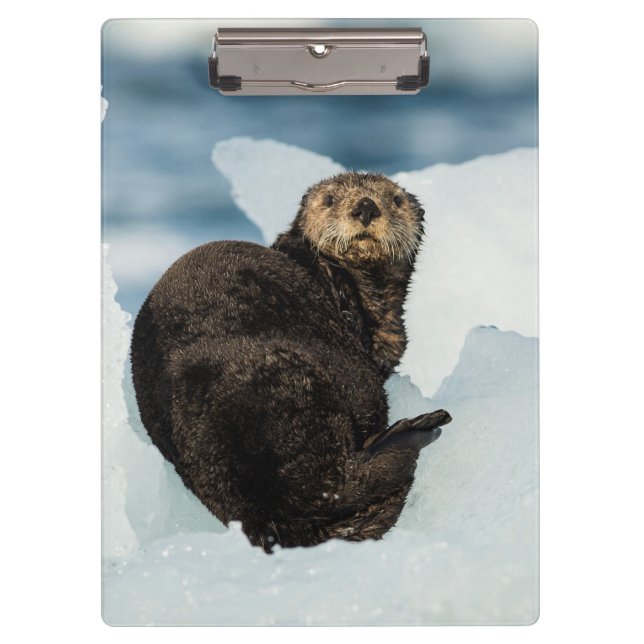 Carpeta De Pinza Otter marino de reposo (Anverso)
