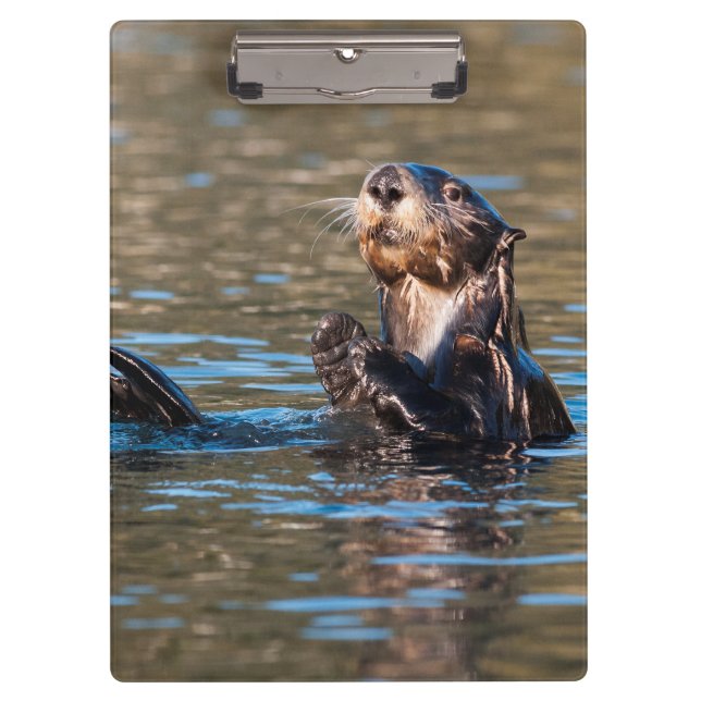 Carpeta De Pinza Otter marino Sunny (Anverso)