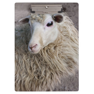 Carpeta De Pinza Oveja Divertida