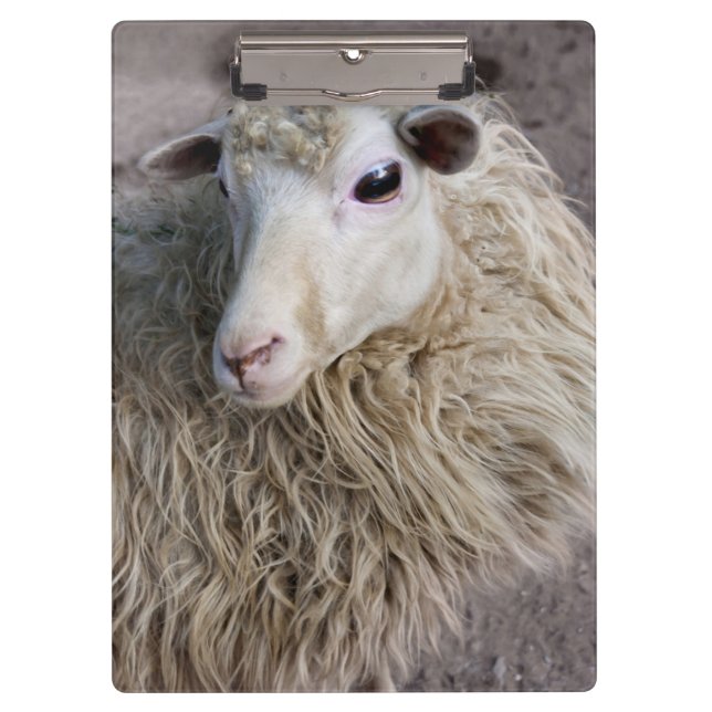 Carpeta De Pinza Oveja Divertida (Anverso)