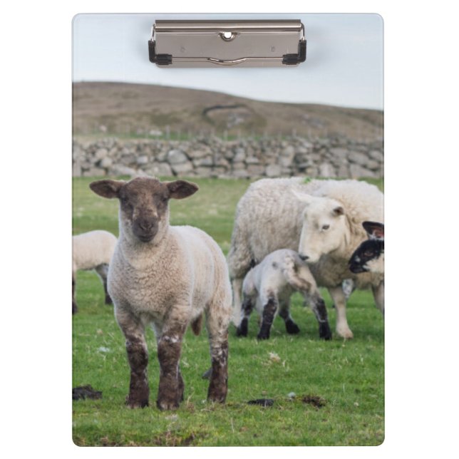 Carpeta De Pinza Oveja Shetland (Anverso)