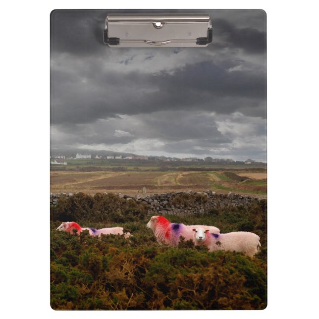 Carpeta De Pinza Ovejas coloreadas (Anverso)