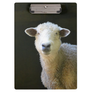 Carpeta De Pinza Ovejas de campo