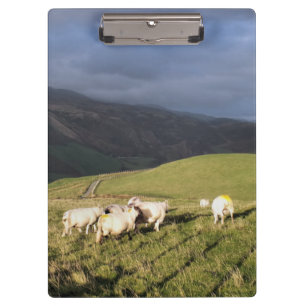 CARPETA DE PINZA OVEJAS DE MONTAÑA