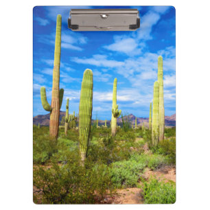 Carpeta De Pinza Paisaje de cactus del desierto, Arizona