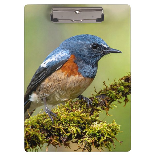 Carpeta De Pinza Pajarito azul (Anverso)