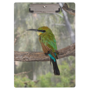 Carpeta De Pinza Pájaro abejaruco arcoíris, Australia