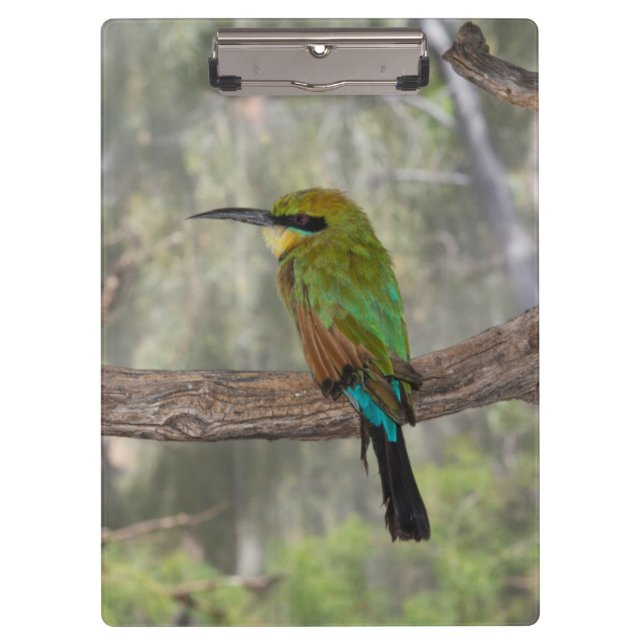 Carpeta De Pinza Pájaro abejaruco arcoíris, Australia (Anverso)