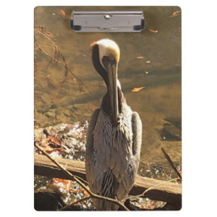 Carpeta De Pinza Pájaro marrón y gris con pico largo