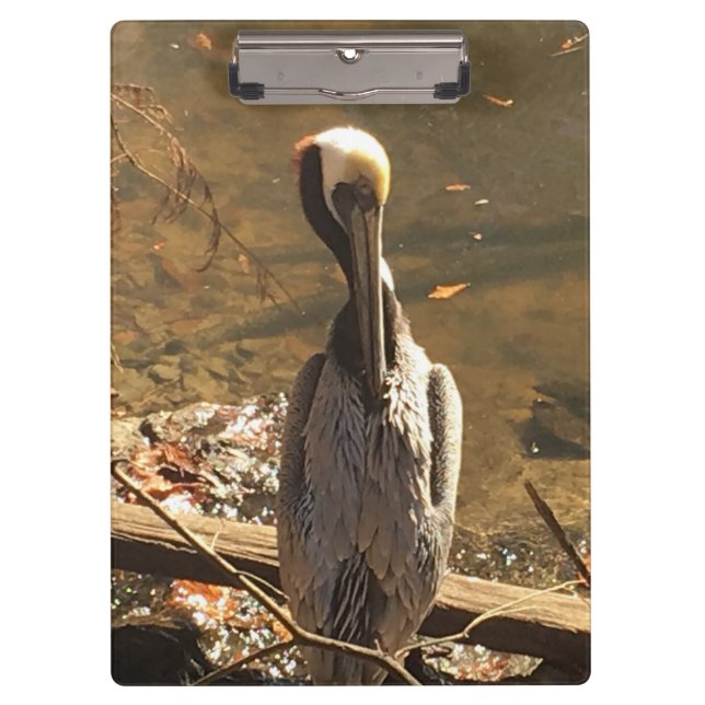 Carpeta De Pinza Pájaro marrón y gris con pico largo (Anverso)