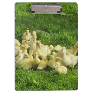 Carpeta De Pinza pájaro, pato, pato, amarillo, naturaleza, lindo, b