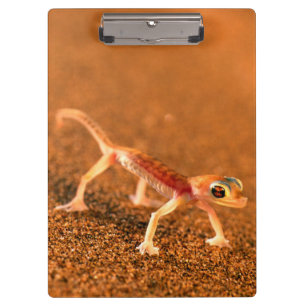 Carpeta De Pinza Palmatogecko en duna de arena, Swakpomund, Erongo