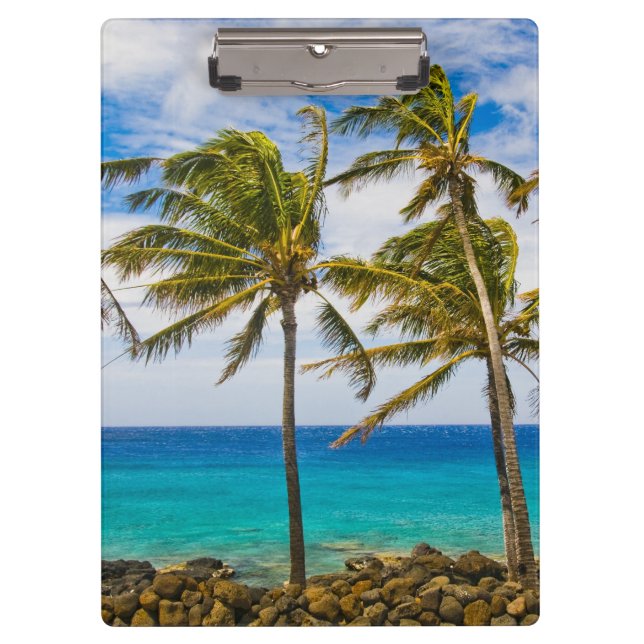 Carpeta De Pinza Palmeras de coco (Cocos nucifera) que se mecen (Anverso)