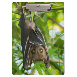 Carpeta De Pinza Palo