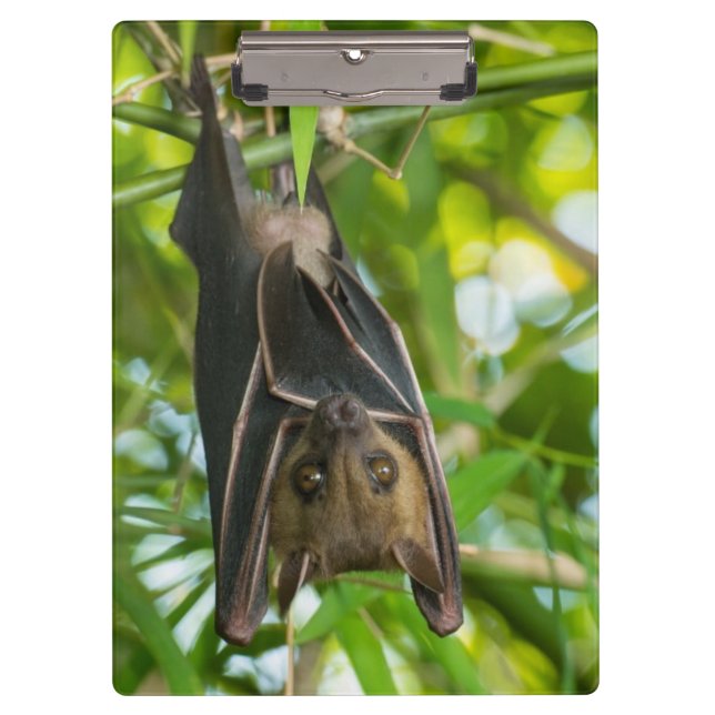 Carpeta De Pinza Palo (Anverso)