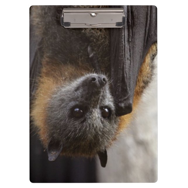 Carpeta De Pinza Palo australiano (Anverso)