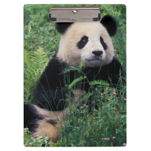 Carpeta De Pinza Panda gigante en la hierba, Valle de Wolong, Sichu