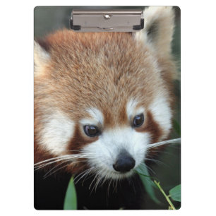 Carpeta De Pinza Panda rojo, Taronga Zoo, Sydney, Australia