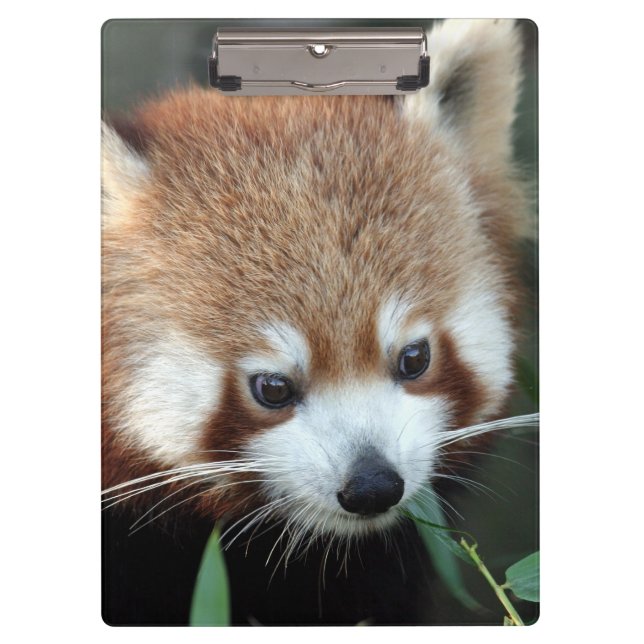 Carpeta De Pinza Panda rojo, Taronga Zoo, Sydney, Australia (Anverso)