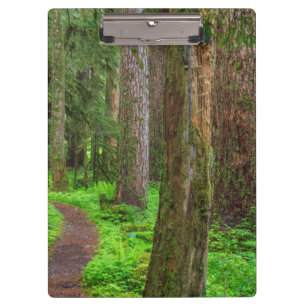Carpeta De Pinza Panorámica de bosque maduro