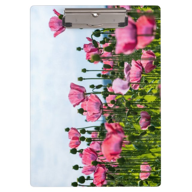 Carpeta De Pinza Papas rosadas (Anverso)