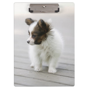 Carpeta De Pinza Papillon
