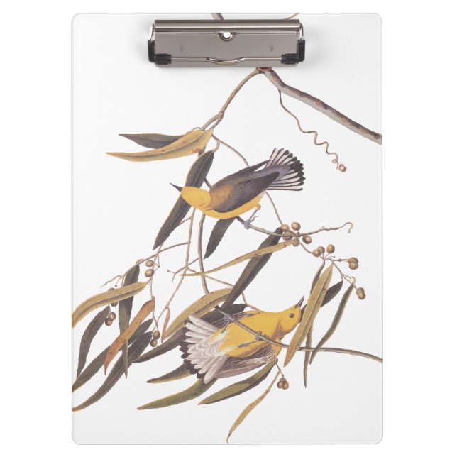 Carpeta De Pinza Par de pájaro prothonotario amarillo de Audubon (Anverso)