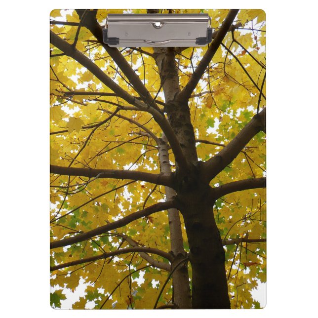 Carpeta De Pinza Pareja de arce amarillo naturaleza otoñal (Anverso)