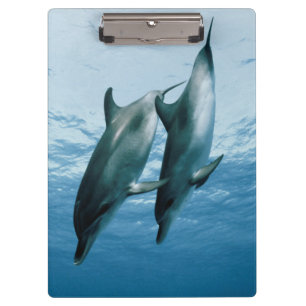 Carpeta De Pinza Pareja de delfines