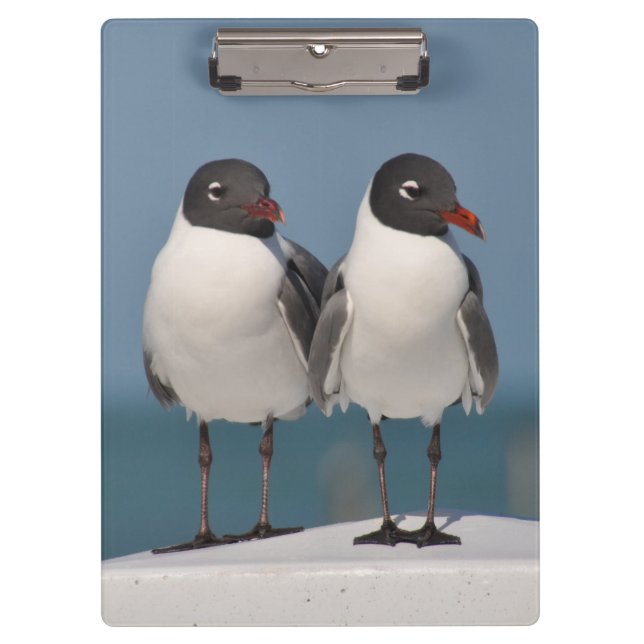 Carpeta De Pinza Pareja de gaviotas de cabeza negra (Anverso)