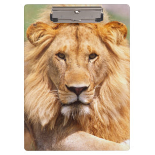 Carpeta De Pinza Pareja de Leones Africanos, Panthera leo, Tanzania