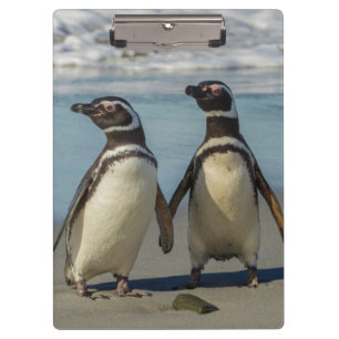 Carpeta De Pinza Pareja de pingüinos en la playa