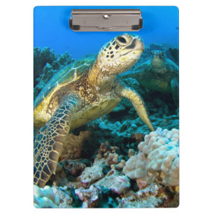 Carpeta De Pinza Pares de la tortuga