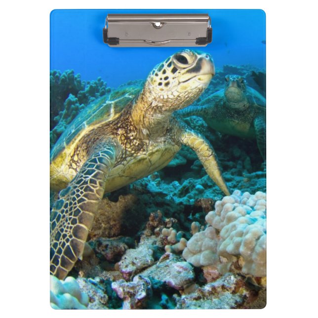 Carpeta De Pinza Pares de la tortuga (Anverso)