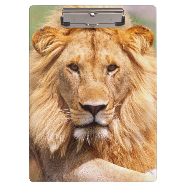 Carpeta De Pinza Pares de leones africanos, Panthera leo, Tanzania (Anverso)