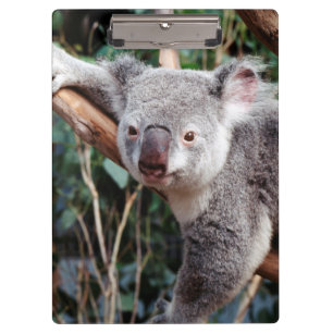 Carpeta De Pinza Parque de Vida Silvestre Featherdale, Osos Koala