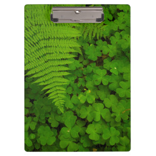 Carpeta De Pinza Parque Estatal de los Bosques de Humboldt
