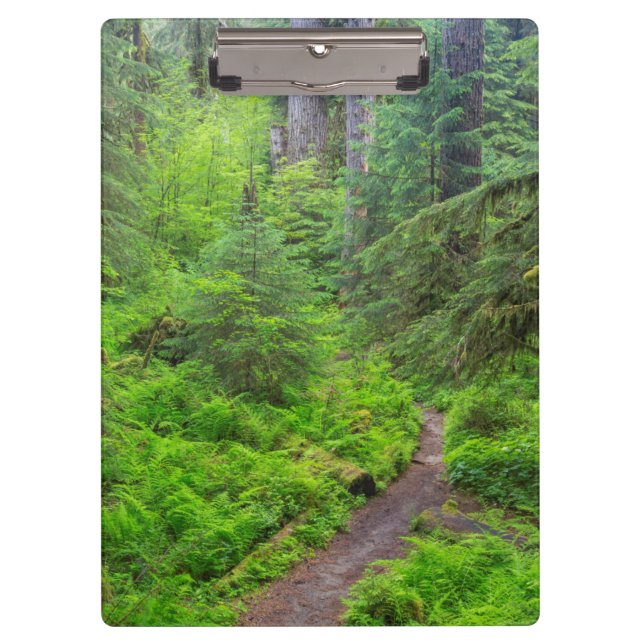 Carpeta De Pinza Parque Nacional Olímpico, sendero forestal (Anverso)