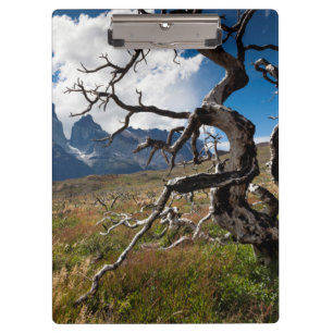 Carpeta De Pinza Parque Nacional Torres del Paine, árboles dañados