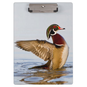 Carpeta De Pinza Pato joya macho aleteando en humedal