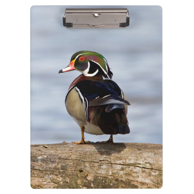 Carpeta De Pinza Pato joya macho sobre tronco en humedal (Anverso)
