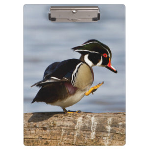 Carpeta De Pinza Pato joya sobre tronco en humedal