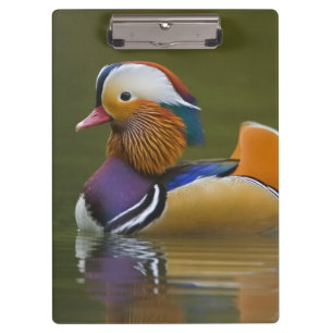 Carpeta De Pinza Pato mandarín salvaje (Aix galericulata) sobre fon