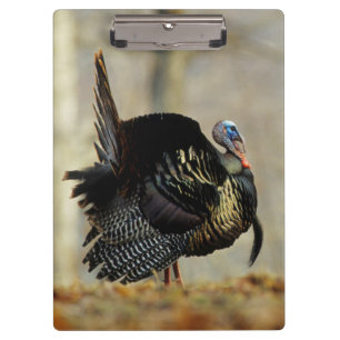 Carpeta De Pinza Pavo macho pavoneándose, Illinois