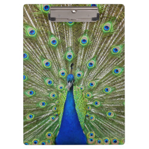 Carpeta De Pinza Pavo real que muestra sus plumas